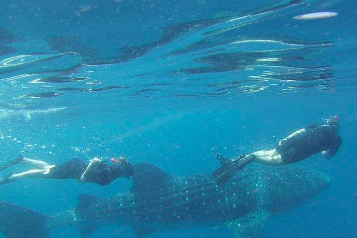 Nagez avec des requins baleines à Cancún