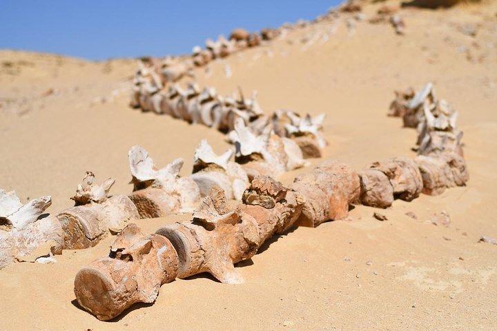 2 dagen en 1 nacht: Fayyom Oasis, Wadi El-Hitan & Wadi El-Rayyan
