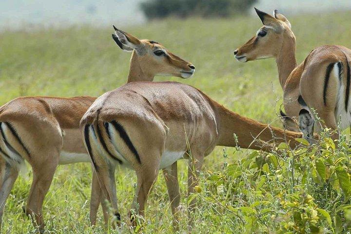 Dagtrip naar het Arusha Nationaal Park