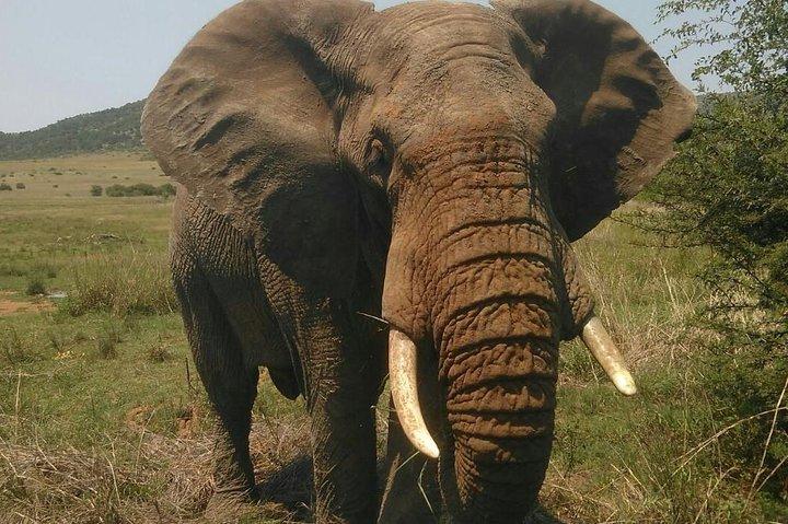 Kruger National Park One Day Safari från Johannesburg