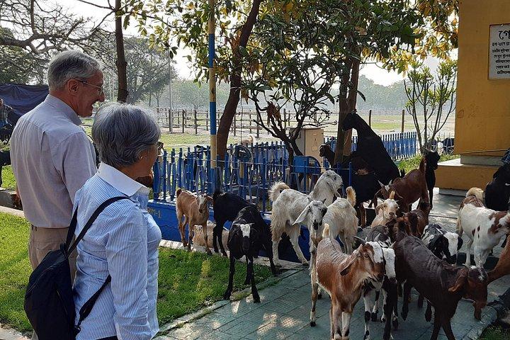 Hej Calcutta Walk Tour