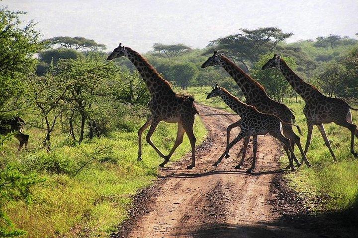 6 días Masai Mara, Hell's Gate, safari por el lago Naivasha