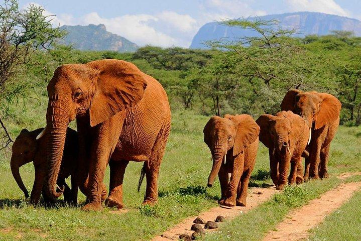 6-tägige Amboseli-, Lake Nakuru- und Masai Mara-Campingsafari im Jeep