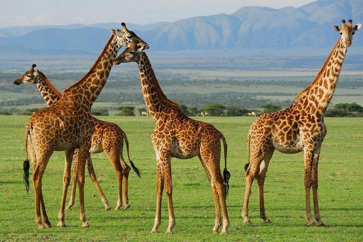 ジープで行くアンボセリ、ナクル湖、マサイマラのキャンプサファリ6日間
