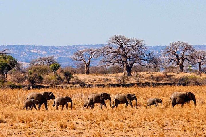 Tarangire National Park Dagtour