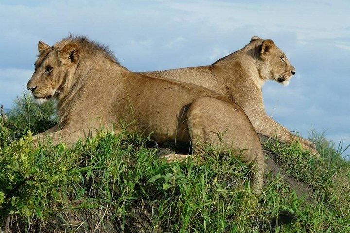 Tarangire National Park Dagtour