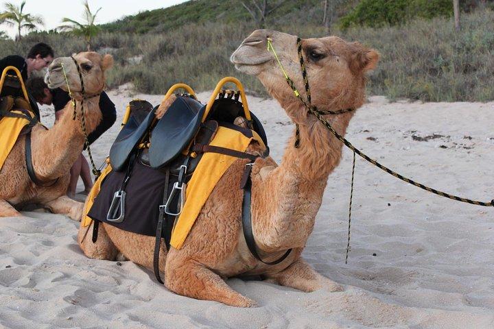Camel Ride on the Beach of Essaouira
