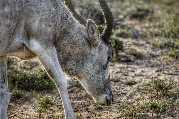 スース・マッサ国立公園エクスカーション – 野生動物とサファリツアー