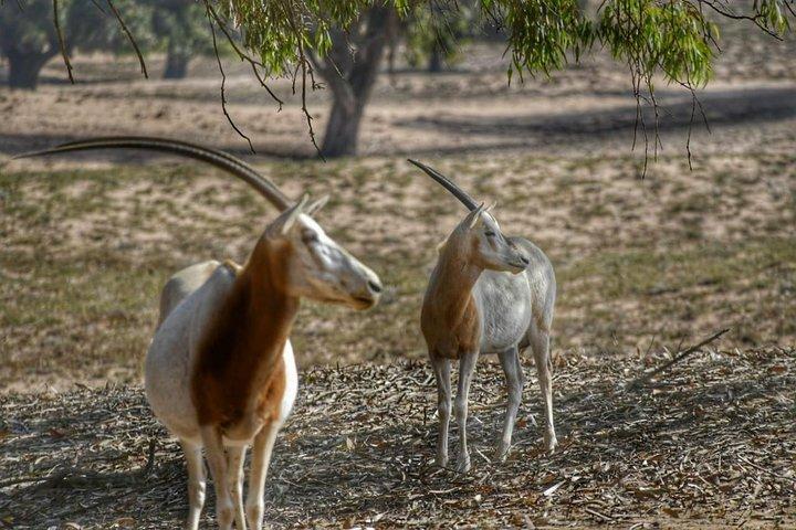 スース・マッサ国立公園エクスカーション – 野生動物とサファリツアー