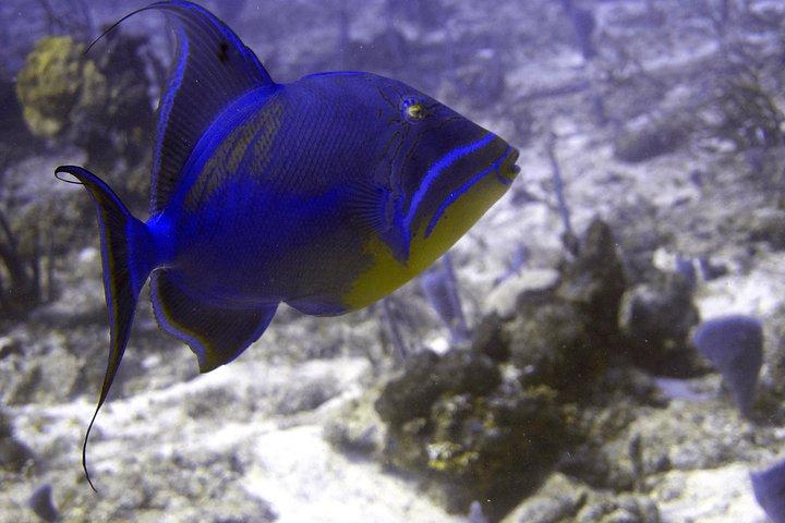5 Dyk Scuba Diving Package i Roatan