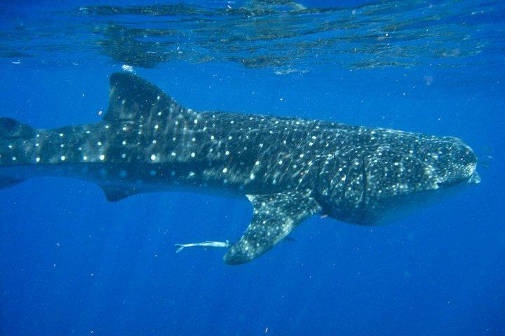 Nagez avec des requins baleines à Cancún