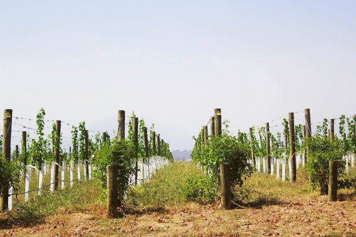 Visite privée: vignobles de la vallée de Yarra avec dégustations de vin