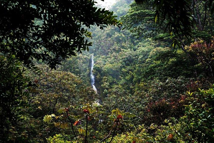 Caminata en cascada de Manoa con recogida en Waikiki y almuerzo saludable