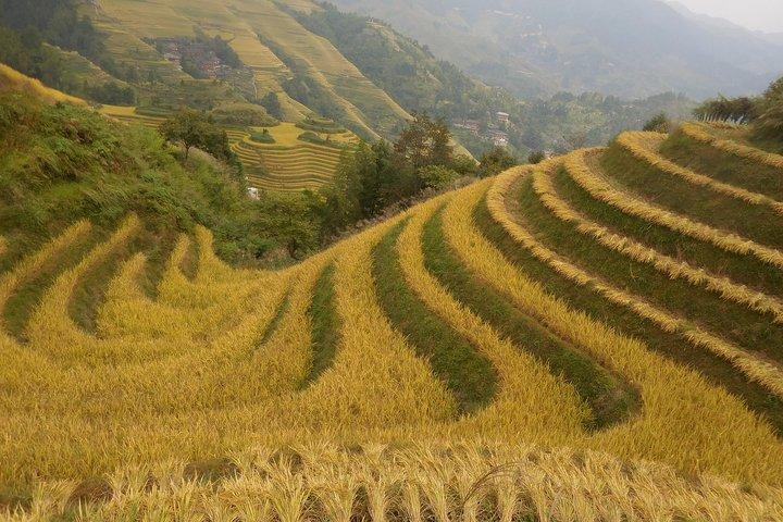 Longji Rice Terraces Day Tour with the Ping'an and Dazhai Village