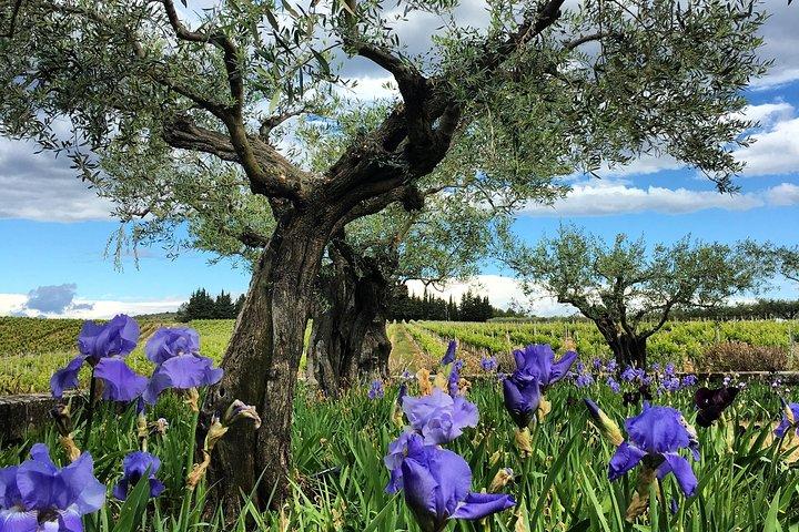 Lille gruppe Halvdags Languedoc Vin og Olive Tour fra Montpellier