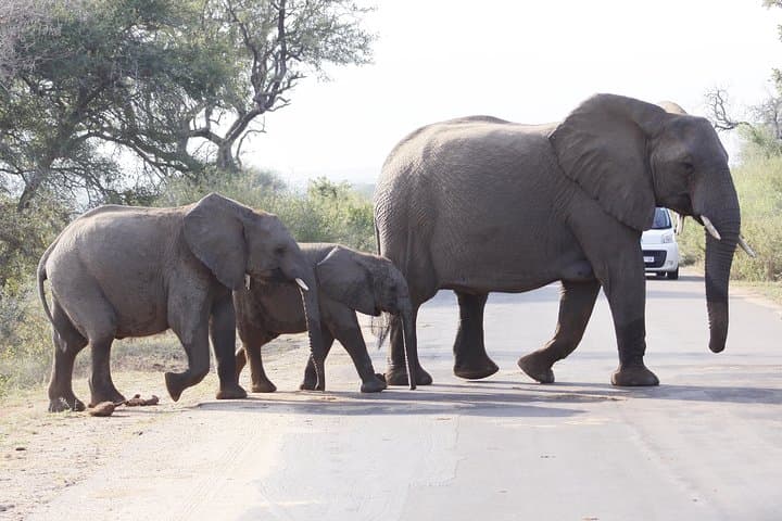 3 day Private Authentic Kruger Park Safari Experience