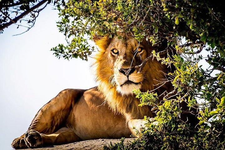 9 dagar Kenya och Tanzania Wildlife Experience