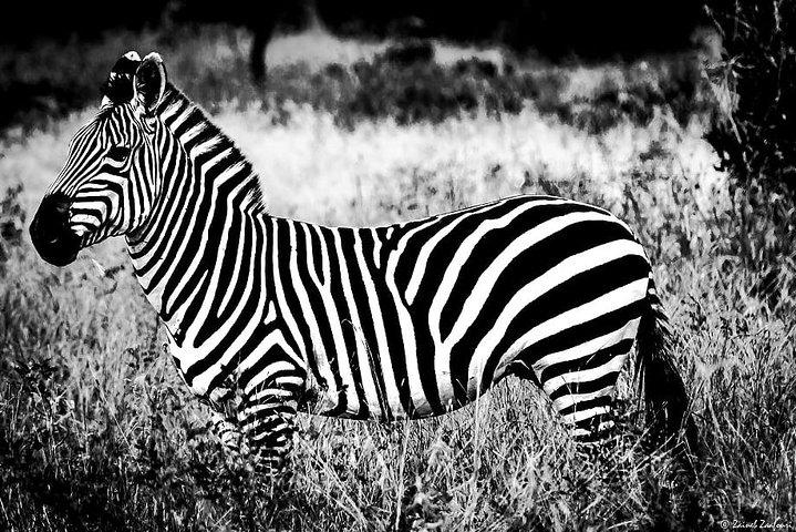 9 Tage Kenia und Tansania Wildlife Experience