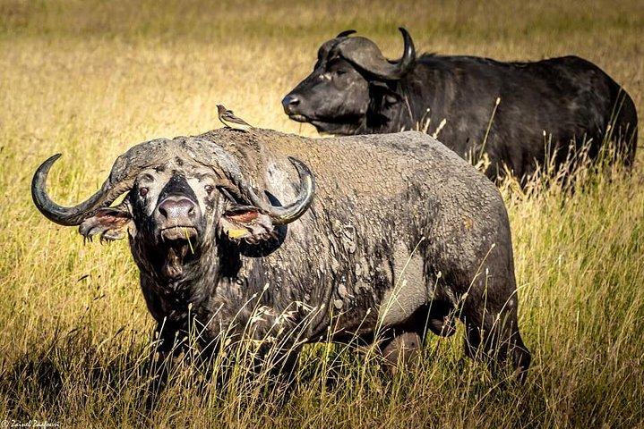 9 Tage Kenia und Tansania Wildlife Experience