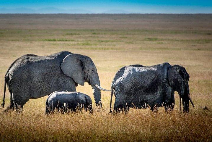 9 Tage Kenia und Tansania Wildlife Experience