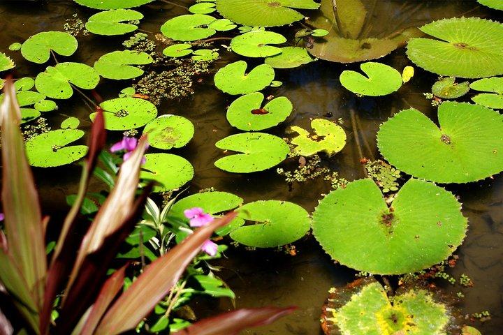 Rio de Janeiro Botanical Garden Tour
