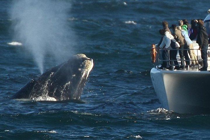 Cape town Hermanus Shark Cage Diving Tour With Transport