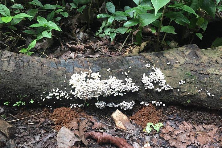 Soberania National Park Vandretur