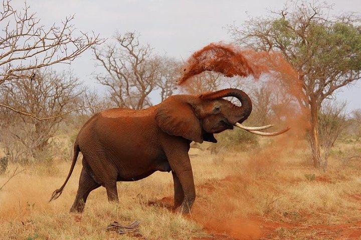 3 Days 2 Nights Tsavo East Taita Hills Game Sanctuary on Stilts