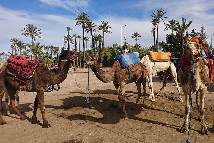 Kameelritervaring in Marrakech