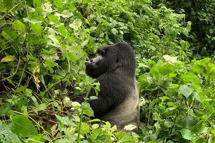 3 dages Kalinzu Chimp Trek og Uganda Gorilla Tour