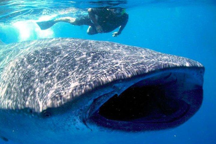 カンクンでの一生の思い出に残るジンベエザメ体験（軽食付き）