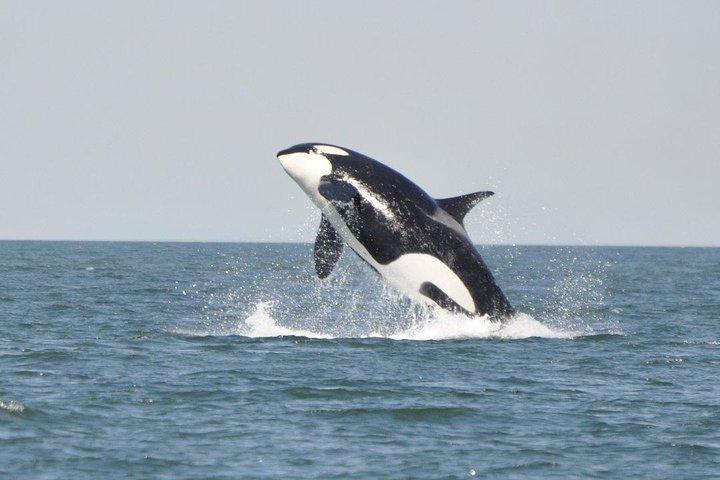 4 Hour Afternoon Whale Watching Tour