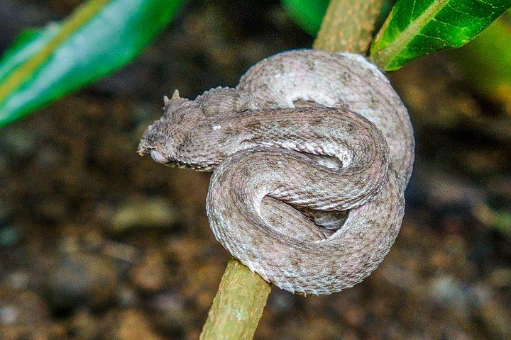 アレナル吊り橋、ガイド付きウォーク、オプションの温泉