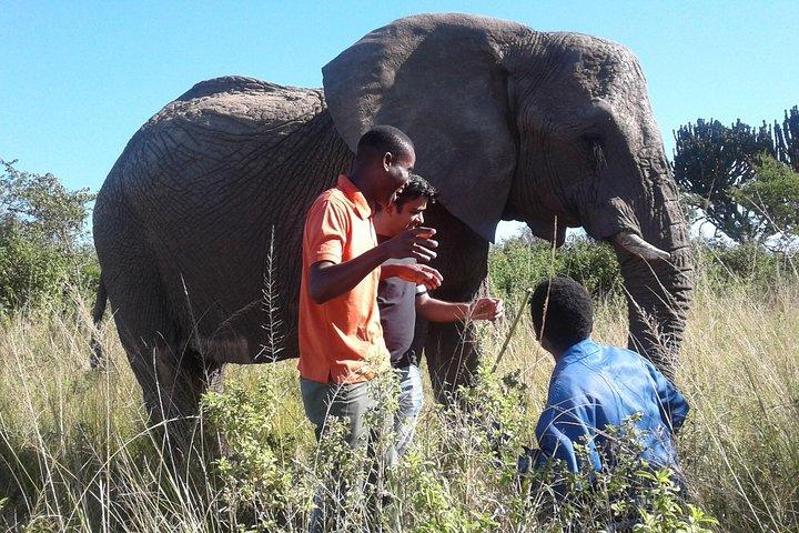 Lions Park & Itala Game Reserve, 8 ore, costo-R3150pp - 2pax o più