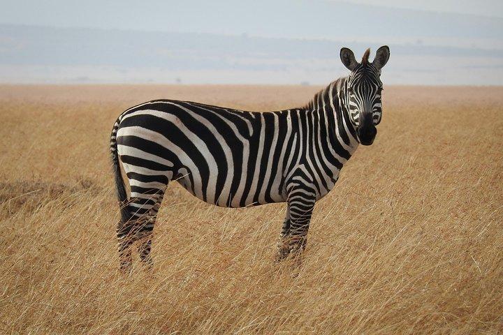 Nairobi Nationalpark - Tagestour