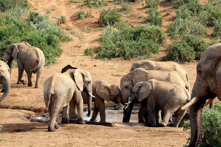 Safari de día completo con todo incluido en el Parque Nacional Addo Elephant