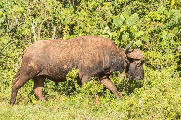 Aberdare National Park - zweitägige Tour
