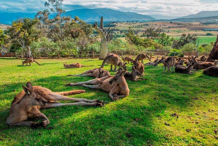 Hobart Hoogtepunten Dagtour