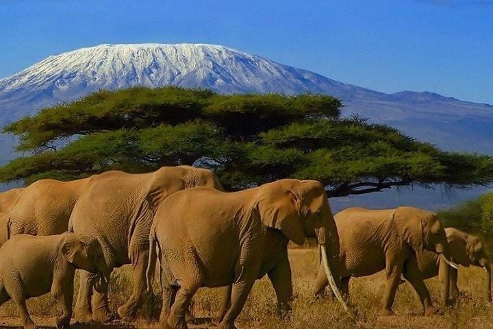 Kilimanjaro Special-( Tsavo West, Amboseli e Tsavo East Safari) (MINIMO 2 PERSONE)