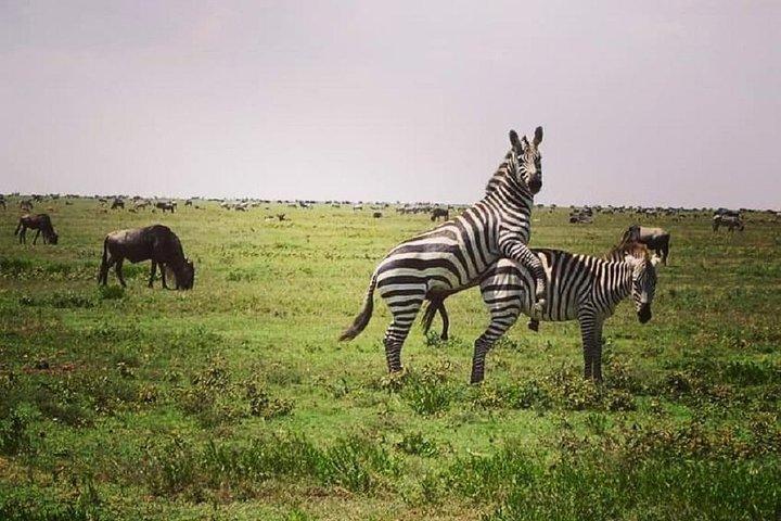 Serengeti y Ngorongoro vuelan en safari