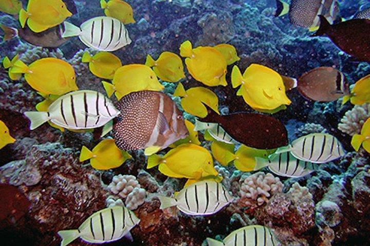 南ポイプ島カウアイ島究極のガイド付きショアシュノーケル(NO BOAT)