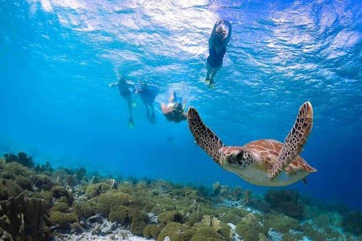 Kauai’s Ultimate Guided Snorkel en tierra (SIN BARCO) en Poipu del Sur