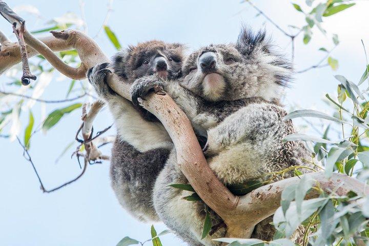 グレート オーシャン ロード グランピアンズ 3 日間国立公園ツアー メルボルン往復