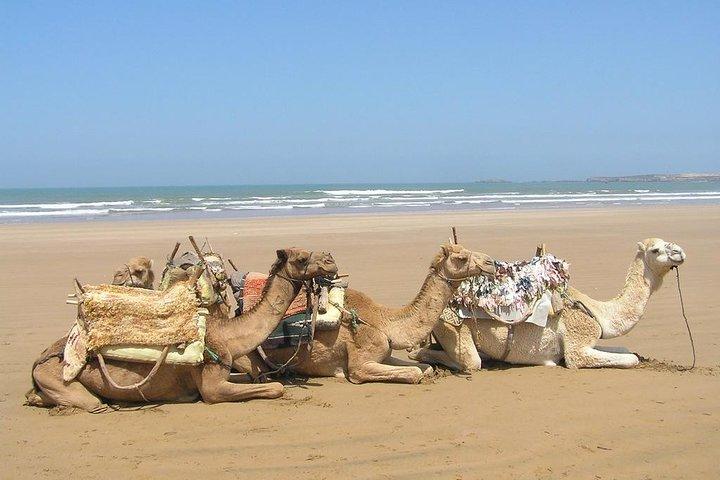 Camel Ride on the Beach of Essaouira