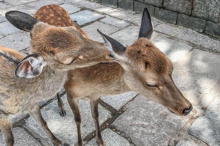 Excursion privée d'une journée à Nara - Profitez de votre première visite à Nara!