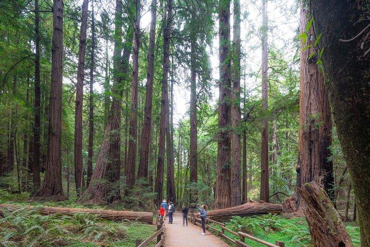 Muir Woods und Sausalito Tour Plus Bay Cruise