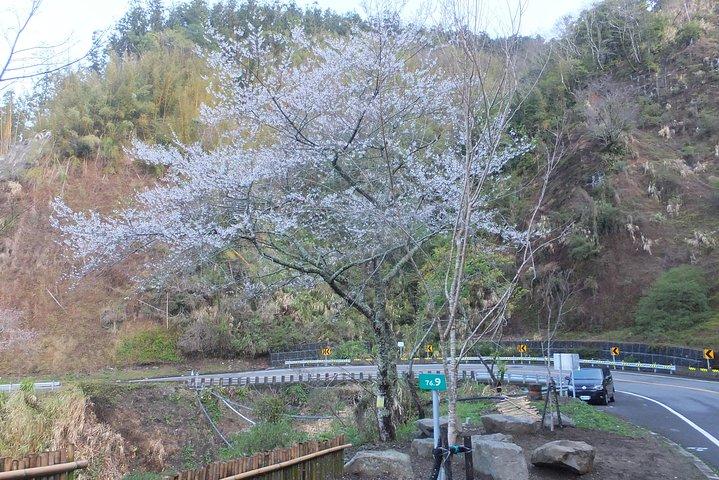 2日間の日月潭と阿里山森林公園ツアーパッケージ