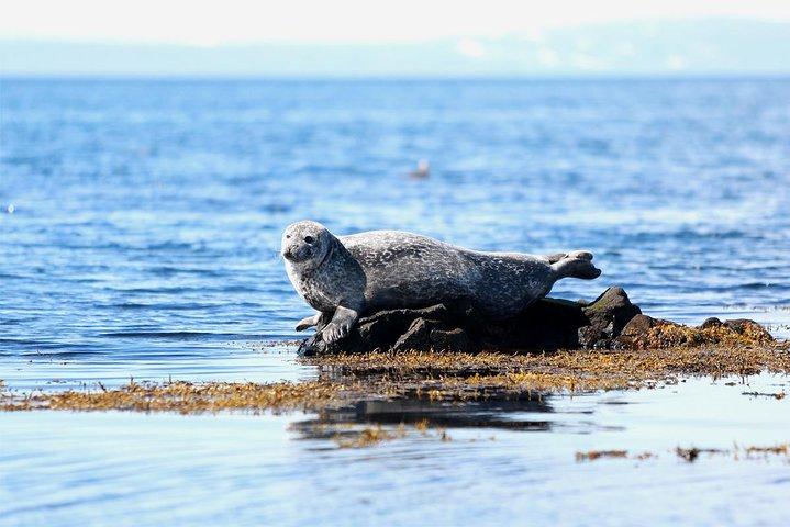 4 dagen South Coast, Golden Circle en Snæfellsnes (met bonusroute)