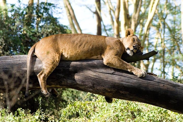 Day trip to lake Nakuru national park