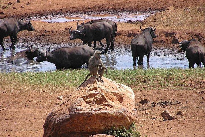 6 Tage Kenia Allround Safari